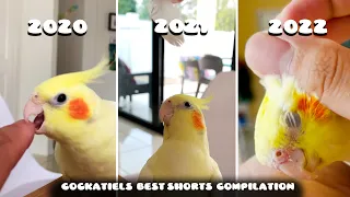 Cockatiels Lemon, Ana and Quishna's Best Shorts Compilation