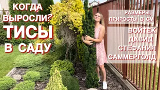 КАК ЖЕ БЕЗ ТИСОВ В САДУ? ВОЙТЕК, ДАВИД, САММЕРГОЛД, СТЕФАНИЯ