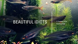 My Rainbow fish talk at Keystone Clash 2023: Beautiful Idiots, a journey with Rainbow fish.