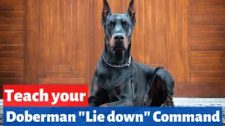How to Train your Doberman dog to "Lie Down" on Command?