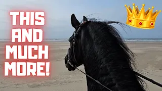 Queen👑Uniek returns to Stal G | Beach, forest and dunes. With bloopers | Friesian Horses