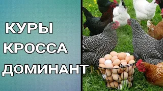 🐔🥚ЛУЧШИЕ КУРЫ НЕСУШКИ. КУРЫ ДОМИНАНТ. ОБЗОР