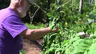 How Dr. Weil Grows Tomatoes | Andrew Weil, M.D.