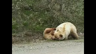 Два бурых медведя не поделили рыбака | Медведи рвут друг друга в клочья