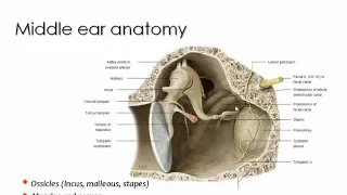 Imaging of Petrous bone anatomy Sep 2013   Dr Mamdouh Mahfouz In Arabic
