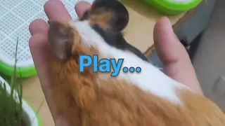 Piggy pets - channel Trailer