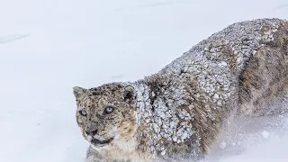 Snow Leopard Chasing An Ibex In Kibber #spitivalley