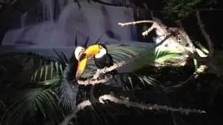 Pair Toco Toucan , Resting Time .