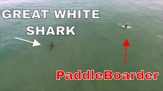 OC Sheriff's Helicopter warns Paddle boarders of 15 great white sharks HD