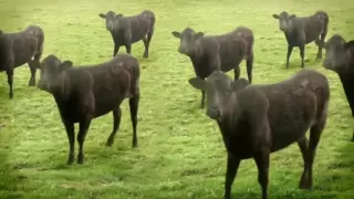 cows & cows & cows