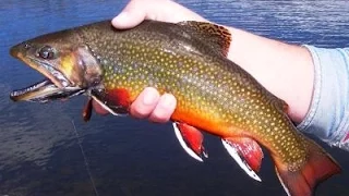 California Trout Fishing: Episode 8