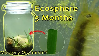 Amphipod EXPLOSION! and Mystery Organism │ Woodland Stream Ecosphere - 5 Month Update!