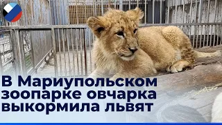 Грандиозное новоселье и бэби-бум: как возрождается зоопарк в Мариуполе