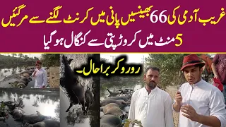 Positive Syed Basit Ali | Story of 66 Buffalos of Irshad
