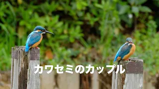 4月4日 春だね  仲良しカワセミ