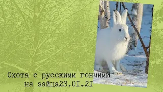 охота с русскими гончими на зайца 23 01 21