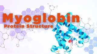 Myoglobin | Protein Structure