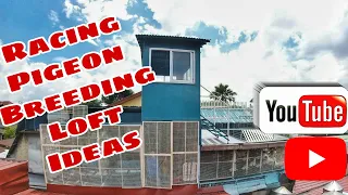 Racing Pigeon Breeding Loft Ideas |Reggie Cruz Loft & Aviary