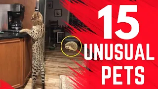 Unusual Pets You've Ever Seen Inside People's Homes