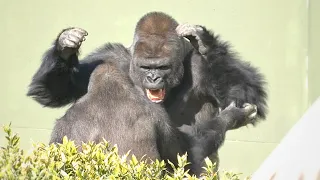 Huge Silverback Gorilla Shows Off His Strength | Gorillas Screaming | The Shabani Group