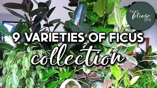 Ficus Plant Collection and Care Tips!