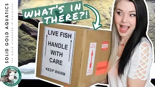 Unboxing My New MYSTERY FISH!