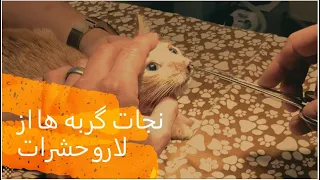 نجات  گربه ها از لارو حشرات Botfly Larva Removed From  Cats