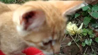 Curious kitten Любопытный рыжий котенок