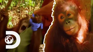 Cute Baby Orangutan Gets Hysterical When Separated From Favourite Nurse | Meet The Orangutans