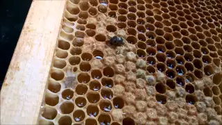 Birth of a Bee  - Geburt einer Biene - Honigbiene schlüpft