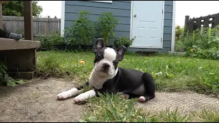 1ère semaine avec Brandy - Chiot Boston Terrier