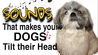SOUNDS THAT MAKES PUPPIES TILT THEIR HEAD (GUARANTEED)
