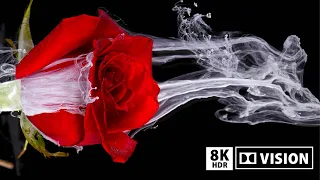 True Black 8K HDR Flower Paint