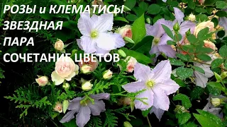 РОЗЫ и КЛЕМАТИСЫ - ИДЕАЛЬНАЯ ПАРА . СОЧЕТАНИЕ ЦВЕТОВ . ПРАВИЛЬНАЯ  посадка. Требование к уходу. САД