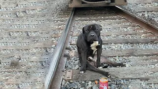 Poor Dog Was Left Alone on The Train Track, Spent 2 Days Ducking Under The Train Before Being Helped