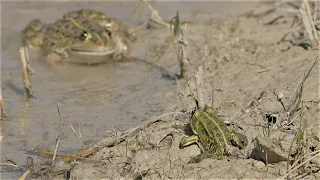 Very large frog chases smaller frog that has caught a dragonfly / Grosser Frosch jagt kleineren