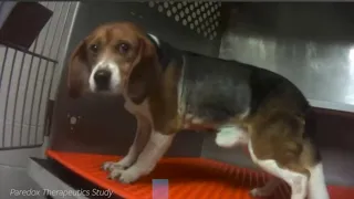 Beagles freed from pesticide testing