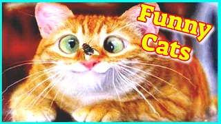 Funny Cat Videos 2021 Vol.23 😹 #cutebabycat 🙀 Funny Cats Compilation