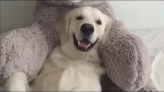 Funny Animals Moments. Try Not To Laugh! Compilation #5