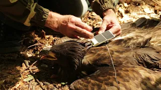 Установка передатчиков для птенцов орлана-белохвоста