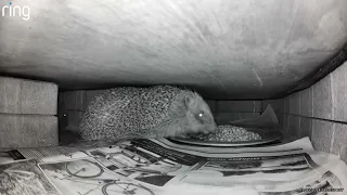 Room for a little one?  Hedgehog that is.