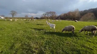 Sheeps on the field with beautiful weather 😍 #animals #weather #sheep