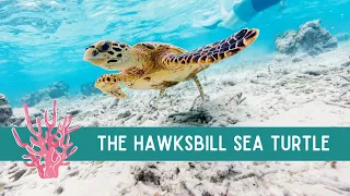 All about the HAWKSBILL Sea Turtle | learn fun facts about this unique species!!