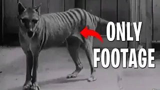 All Tasmanian Tiger Footage Ever Filmed