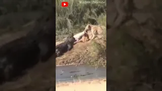 Lionesses vs crocodile in shishangeni concession #shorts #youtubeshorts #trendingshorts #wildlife