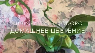 💞 Орхидея LIODORO / Домашнее Цветение