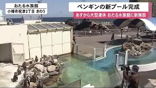 【ペンギン】おたる水族館に「しゃっけー！プール」完成…早くも人気集める "約2m"の岩山も設置 (23/04/28 11:55)