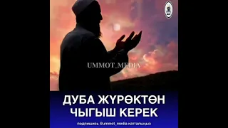 Дуба жүрөктөн чыгыш керек.  Фархат устаз