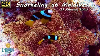 Snorkeling at Maldives / Embudu Village / 27 February 2020 / HighLights / 4k 2160p