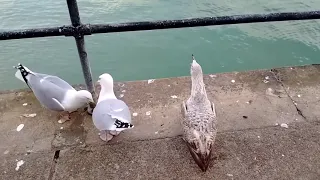 Seagulls fighting on docks